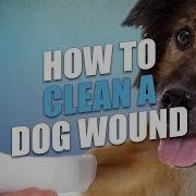 How To Clean And Treat Dog Wound Dog First Aid Basics