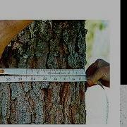 How To Estimate A Standing Tree Volume Imp Topic For IFS SFS Forest Rangers And Forestry Students