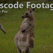 Транскодирование больших объемов видеоматериалов в Adobe Premiere Pro и Media Encoder Транскод