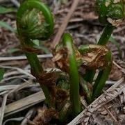 Finding Fiddleheads