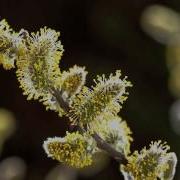 Timelapse SPRING AWAKENING Blooming Flowers Growing Plants David Attenborough S Opinion
