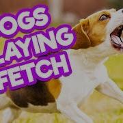 Dogs Playing Fetch Funny Dog Compilation Thatpetlife