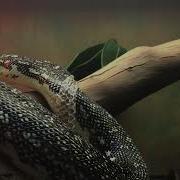 Diamond Python Shedding Skin Time Lapse