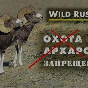 Фото охота на алтайского горного барана аргали Горный Алтай Дикая природа Сибири Горные козлы