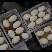 Anastasia S Eggs Reticulated Python