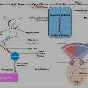Cranial Nerve II Optic Nerve Structure Function Visual Pathway