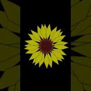 Shorts Pythonprogramming Turtle Girasoles Colores Sweet Sinfony