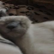 Shitpost Dank Memes Webm Reddit Shit And Other Memes 38