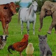 Cute Little Animal Sounds Kittens Puppies Piglets Chickens Horses Rabbits Explore Animals