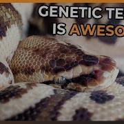 How To Get A Genetic Test For Your Ball Python In 2024