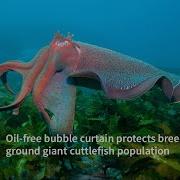 Oil Free Bubble Curtain Protects Breeding Ground Giant Cuttlefish Population