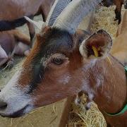 АЭК и другие болезни коз Отек вымени