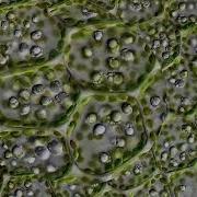 Leaf Cells Through A Microscope