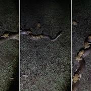 Toads Ride On Python