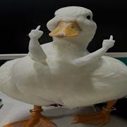 Top 5 Duck