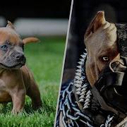 Before After Animals Growing Up Incredible Animal Transformations