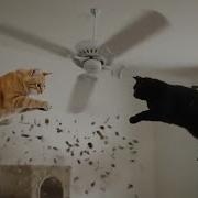 When Ceiling Fans Go Rogue You Won T Believe This