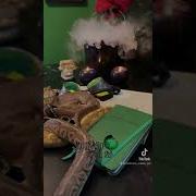 Line Breeding Snakebreeding Snake Ballpythonbreeding Inbreedingsnakes Linebreedingsnakes