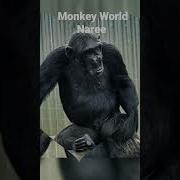 Monkey World Ape Rescue Centre