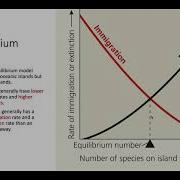 Island Equilibrium Model