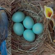 A Fascinating Look At Baby Bluebirds Time Lapse Video With Live Nest Box Cam