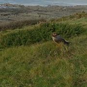 Jester The Lanner Falcon At Westward Ho