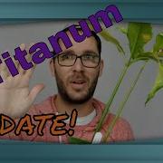 Amorphophallus Titanum Update And Re Pot