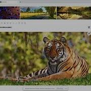 React Customisable Image And Video Gallery