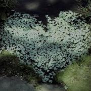 Watering Dead Hearts Are Everywhere