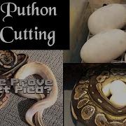 Ball Python Egg Cutting