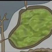The Digestive System An Animation