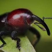 Weevil Got Dam