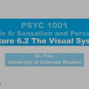 PSYC 1001 Lecture 6 2 The Visual System