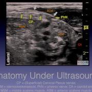 Tutorial Superficial Cervical Plexus Block