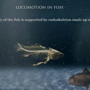 Locomotion In Animals Science Animation