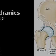 Biomechanics Lecture 8 Hip