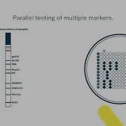 Microblot Array Liver Profile Animation