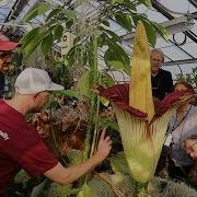 Corpse Flower Blooms At UMass Amherst