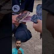 This 6 Meter Python S Teeth Are TERRIFYING