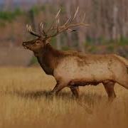 Elk Sound Effects