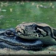 Alligator Eats Python 01 Time Lapse Speed X0 5