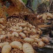 Full Video Harvesting A Lot Of Palm Weevil In Rotten Palm Trunks Goes To Market Sell