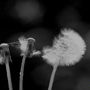 432 Hz Sting Fragile