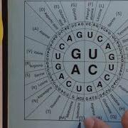 How To Use The Codon Chart