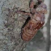 Episode03 Body Of Cicadas Fly After Rebirthed Rare Nature Video You Never See