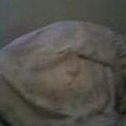 Cat Attacks Meowing Man Under Sheet