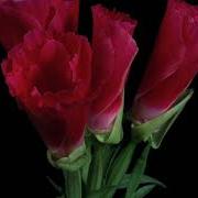 TF119 Time Lapse Flower FREE FOOTAGE