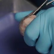 Student Dissecting Kit
