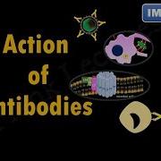 Action Of Antibodies Neutralization Opsonization Complement Activation And ADCC FL Immuno 37