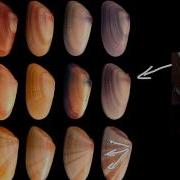 Examples Of Natural Selection